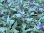 Preview: Bartblume (Caryopteris x clandonensis "Heavenly blue") im Container 30-50cm